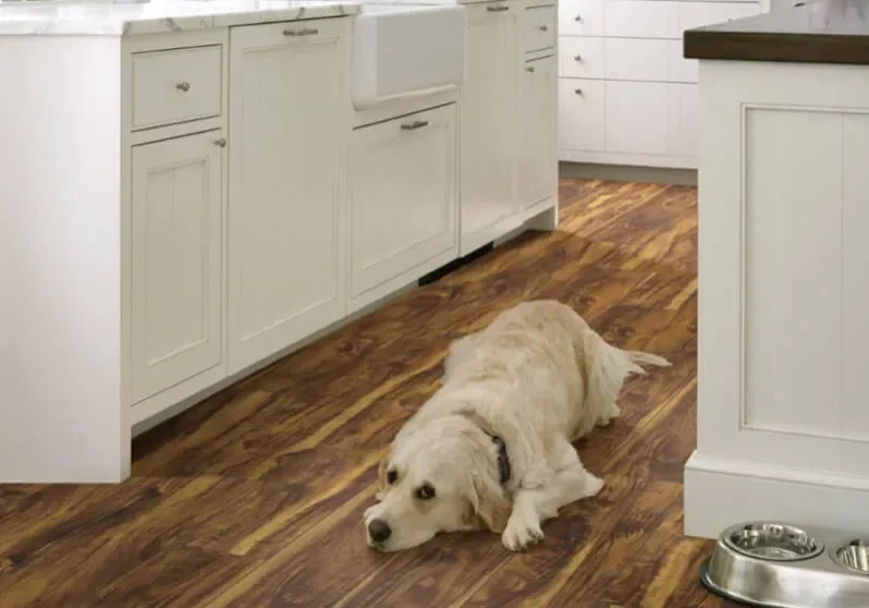 Dog resting on vinyl flooring in kitchen
